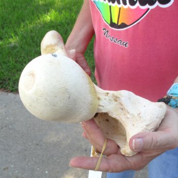 21-1/2" Giraffe Femur Leg Bone - $60