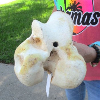 21-1/2" Giraffe Femur Leg Bone - $60