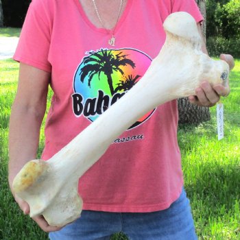 21-1/2" Giraffe Femur Leg Bone - $60