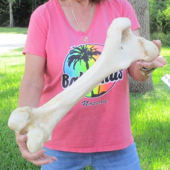 21-1/2" Giraffe Femur Leg Bone - $60