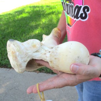 21-1/2" Giraffe Femur Leg Bone - $60