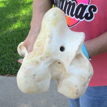21-1/2" Giraffe Femur Leg Bone - $60