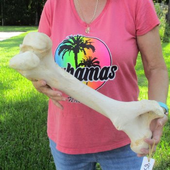 20" Giraffe Femur Leg Bone - $60