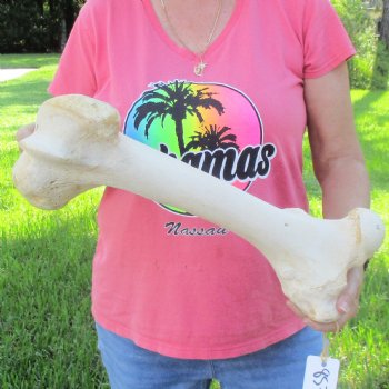 20" Giraffe Femur Leg Bone - $60