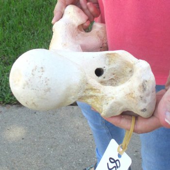 20" Giraffe Femur Leg Bone - $60