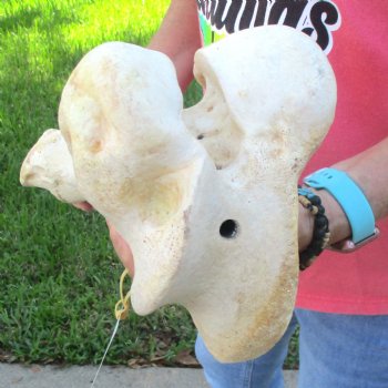 20" Giraffe Femur Leg Bone - $60