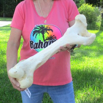 21-1/2" Giraffe Femur Leg Bone - $60