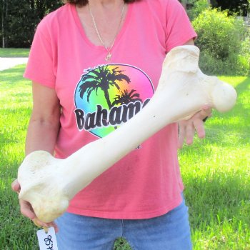 21-1/2" Giraffe Femur Leg Bone - $60