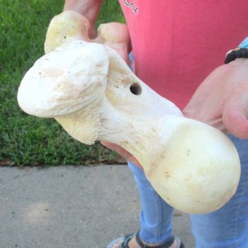 21-1/2" Giraffe Femur Leg Bone - $60