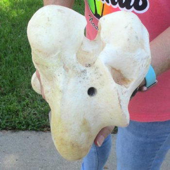 21-1/2" Giraffe Femur Leg Bone - $60