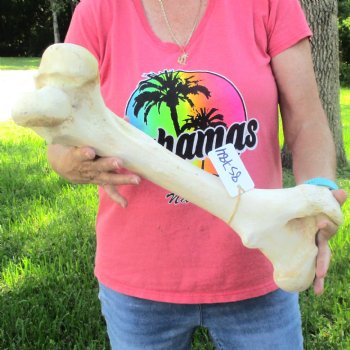 19-1/2" Giraffe Femur Leg Bone - $60