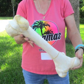 19-1/2" Giraffe Femur Leg Bone - $60