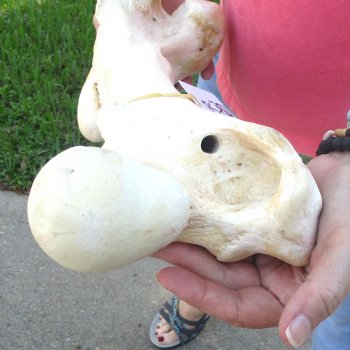 19-1/2" Giraffe Femur Leg Bone - $60