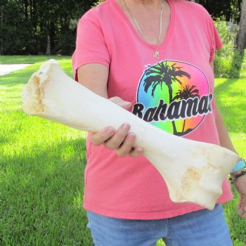 Buy Now 16" Giraffe Humerus Leg Bone - $60