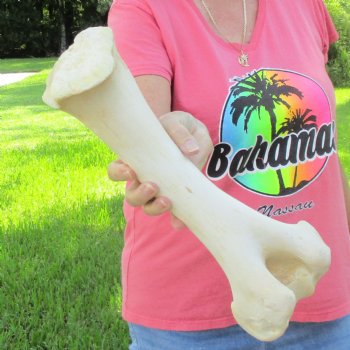 Buy Now 16" Giraffe Humerus Leg Bone - $60