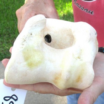 Buy Now 16" Giraffe Humerus Leg Bone - $60