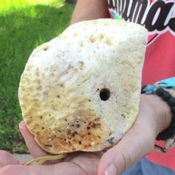 Buy Now 16" Giraffe Humerus Leg Bone - $60