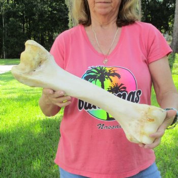 Buy Now 19-1/2" Giraffe Humerus Leg Bone - $60