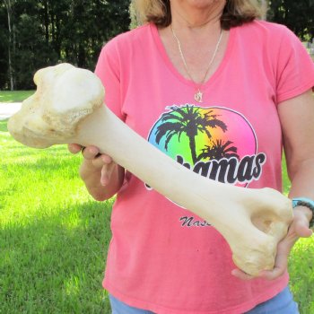 Buy Now 19-1/2" Giraffe Humerus Leg Bone - $60