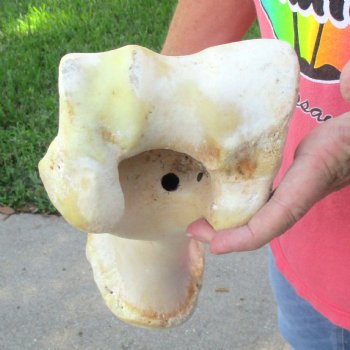 Buy Now 19-1/2" Giraffe Humerus Leg Bone - $60