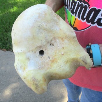 Buy Now 19-1/2" Giraffe Humerus Leg Bone - $60