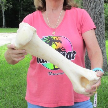 Buy Now 19-1/2" Giraffe Humerus Leg Bone - $60