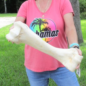 Buy Now 19-1/2" Giraffe Humerus Leg Bone - $60