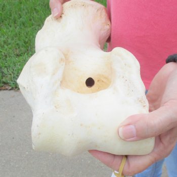 Buy Now 19-1/2" Giraffe Humerus Leg Bone - $60