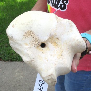 Buy Now 19-1/2" Giraffe Humerus Leg Bone - $60