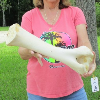 Buy Now 17-1/2" Giraffe Humerus Leg Bone - $60