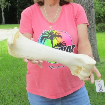 Buy Now 17-1/2" Giraffe Humerus Leg Bone - $60
