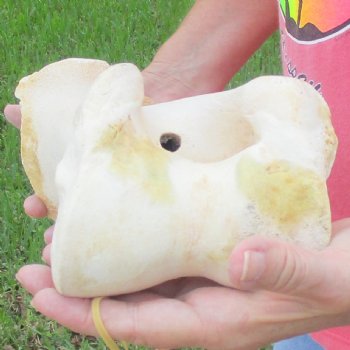 Buy Now 17-1/2" Giraffe Humerus Leg Bone - $60