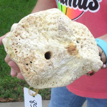 Buy Now 17-1/2" Giraffe Humerus Leg Bone - $60