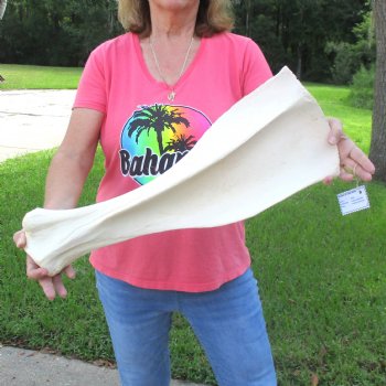 Buy this 23 Inch Giraffe Shoulder Blade for $45