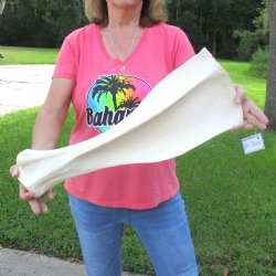 Buy this 23 Inch Gi...