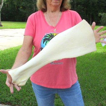 Buy this 23 Inch Giraffe Shoulder Blade for $45