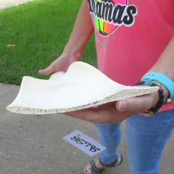 Buy this 23 Inch Giraffe Shoulder Blade for $45