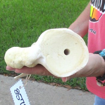 Buy this 23 Inch Giraffe Shoulder Blade for $45