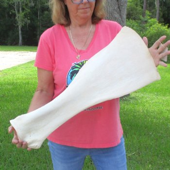 Buy this 26 Inch Giraffe Shoulder Blade for $45