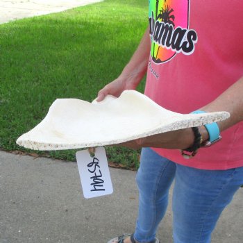 Buy this 26 Inch Giraffe Shoulder Blade for $45