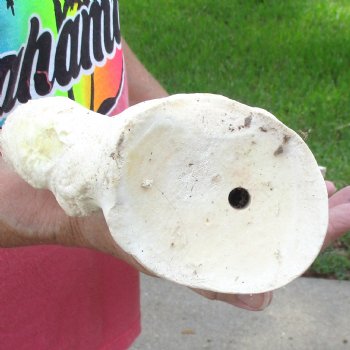 Buy this 26 Inch Giraffe Shoulder Blade for $45