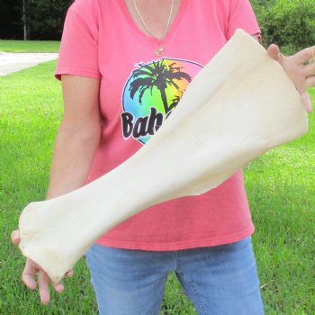 Buy this 23 Inch Giraffe Shoulder Blade for $45