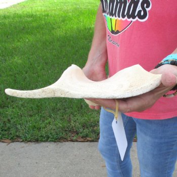 Buy this 23 Inch Giraffe Shoulder Blade for $45