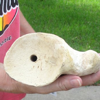 Buy this 23 Inch Giraffe Shoulder Blade for $45