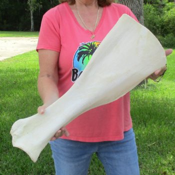 Buy this 23-1/2 Inch Giraffe Shoulder Blade for $45