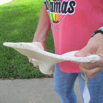 Buy this 23-1/2 Inch Giraffe Shoulder Blade for $45