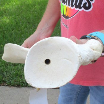 Buy this 23-1/2 Inch Giraffe Shoulder Blade for $45