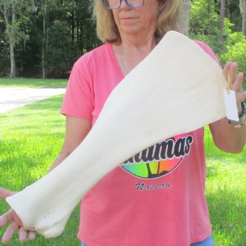 Buy this 23-1/2 Inch Giraffe Shoulder Blade for $45