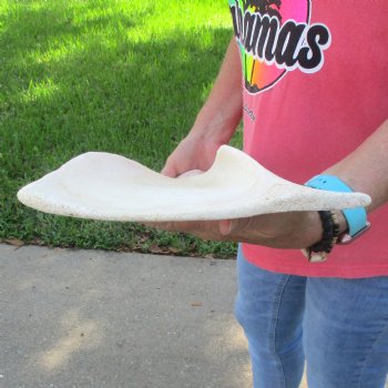 Buy this 23-1/2 Inch Giraffe Shoulder Blade for $45