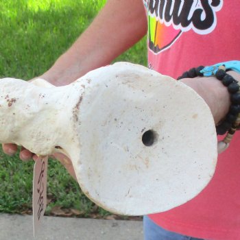 Buy this 23-1/2 Inch Giraffe Shoulder Blade for $45